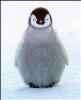 pinguina sin avatar